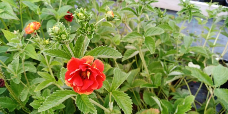 Potentilla 'Arc-en- Ciel' Maran